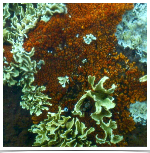 Marine lichens at the rocky shores of Jandida. Marine lichens at the rocky shores of Jandida.